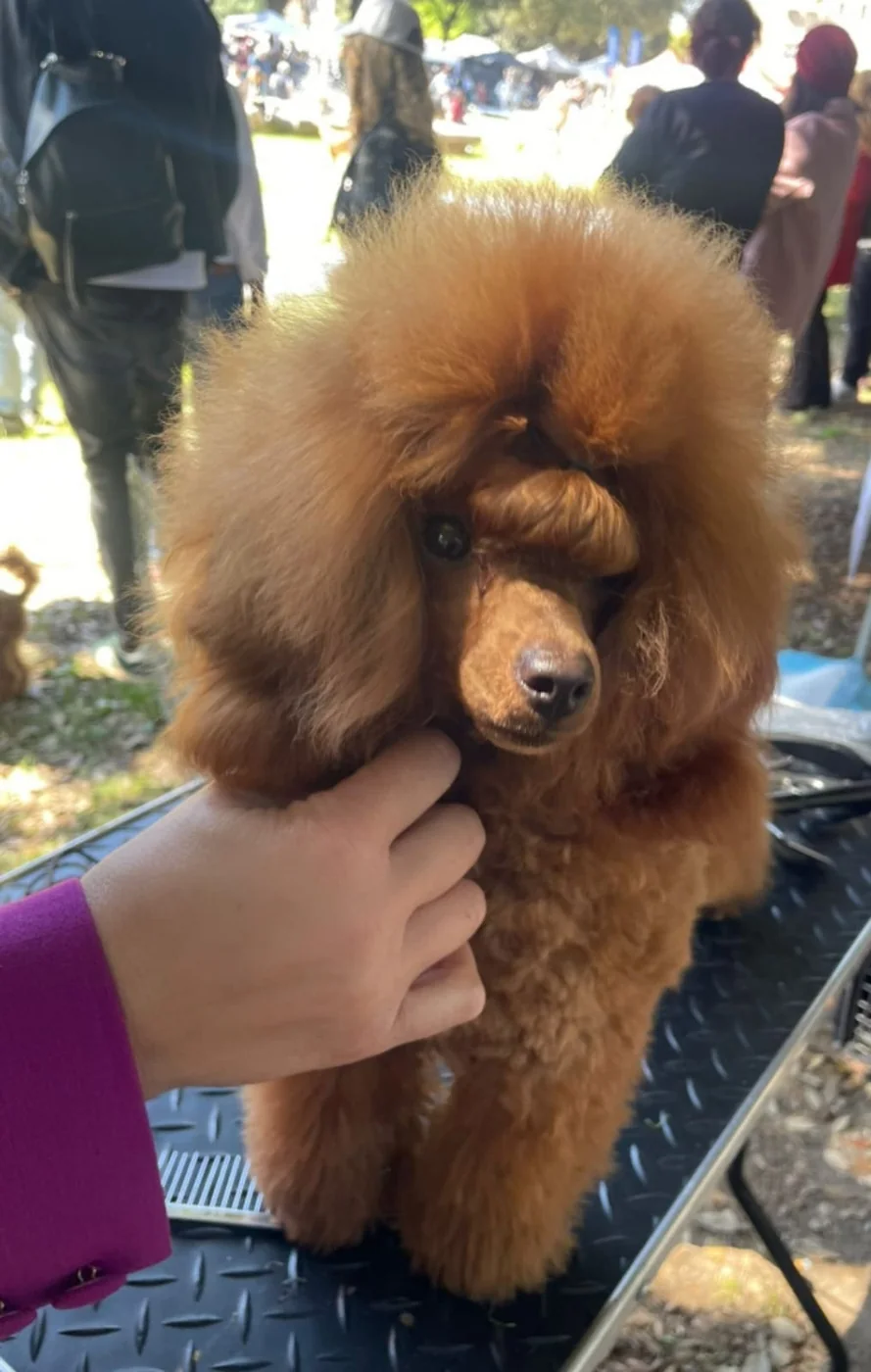Apricot poodle show head