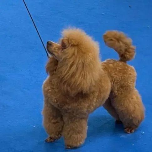 Apricot toy poodle presented in the show ring