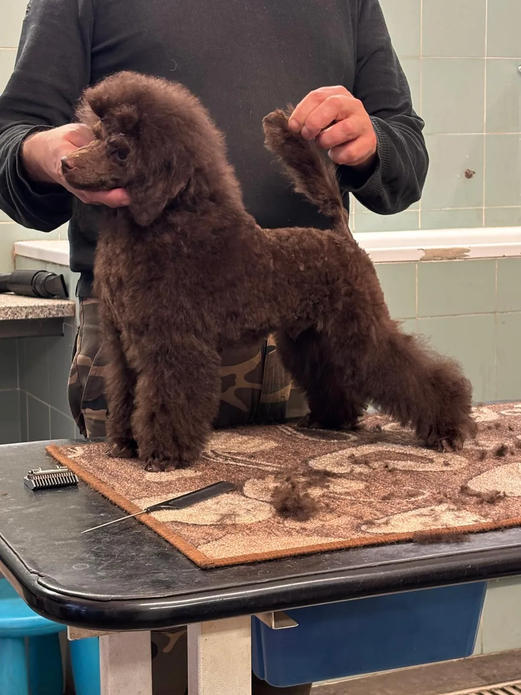 Brown poodle groomed on show table