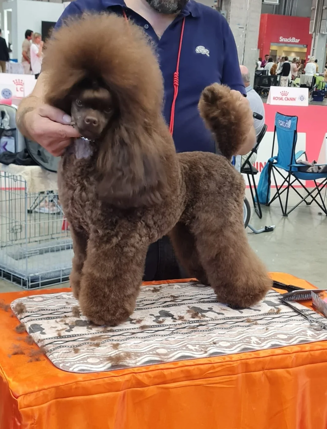 Brown miniature poodle grooming table