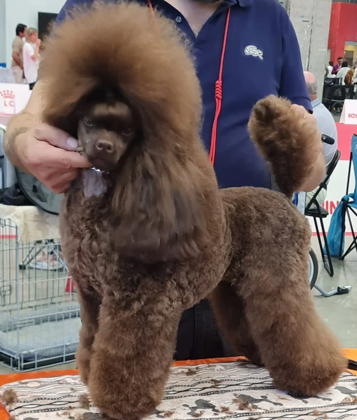 Brown poodle handled at a dog show