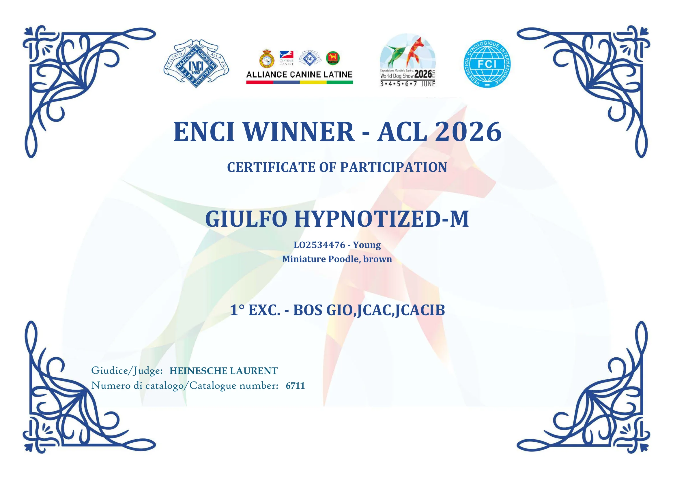Giulfo Hypnotized ENCI Winner ACL 2026 certificate, 1° Exc. BOS GIO JCAC JCACIB