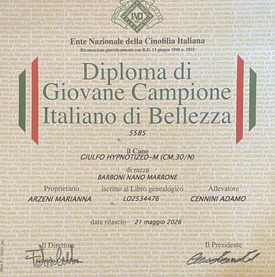 Giulfo Hypnotized ENCI Giovane Campione Italiano di Bellezza diploma
