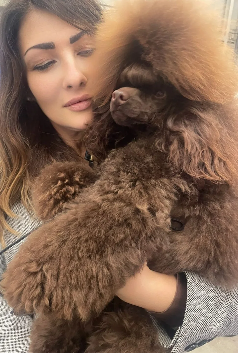 Chocolate poodle cuddled