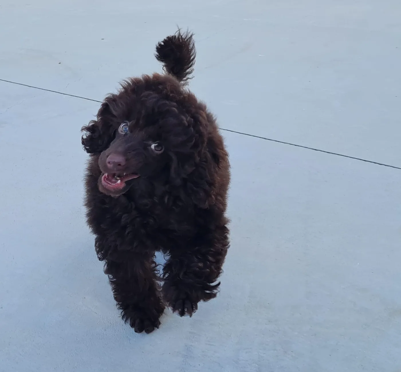 Chocolate poodle puppy running
