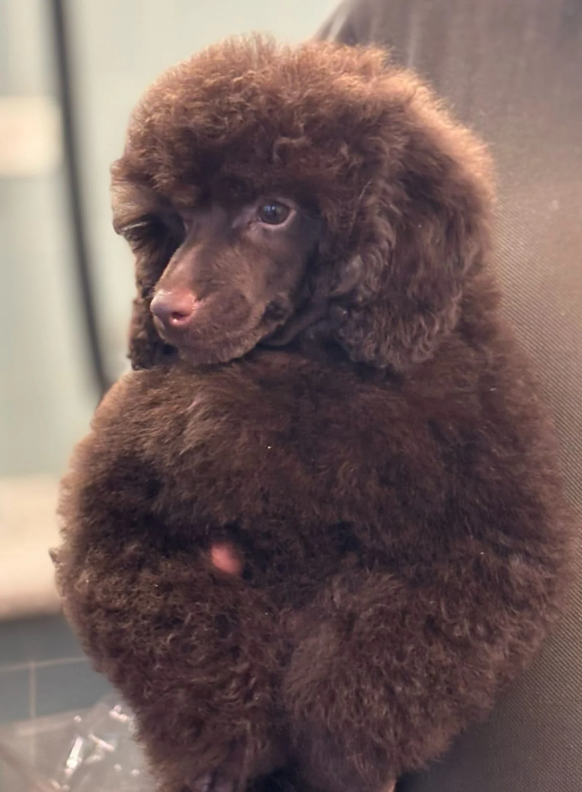 Cucciolo Barbone Nano marrone ENCI – So Pretty