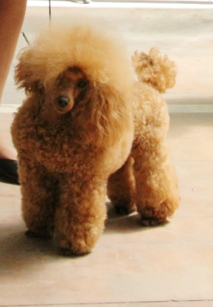 Fashion Poodle Unique Love-F red toy poodle