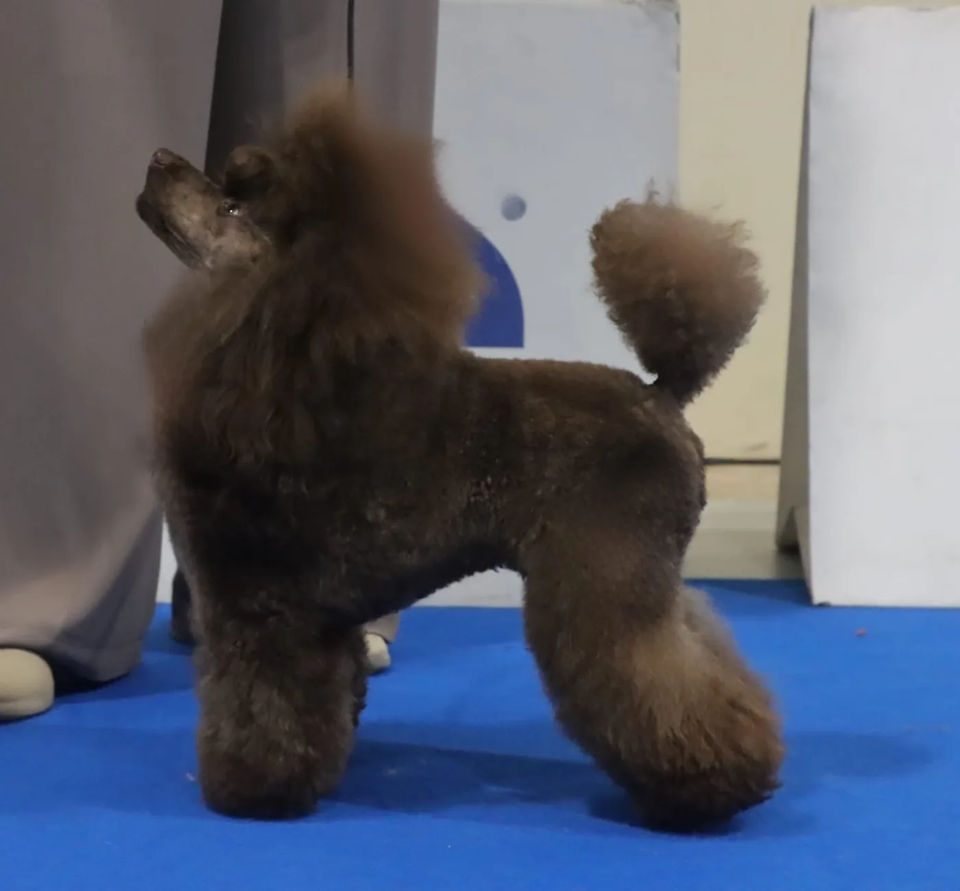 Giulfo Hypnotized brown poodle stacked in the show ring