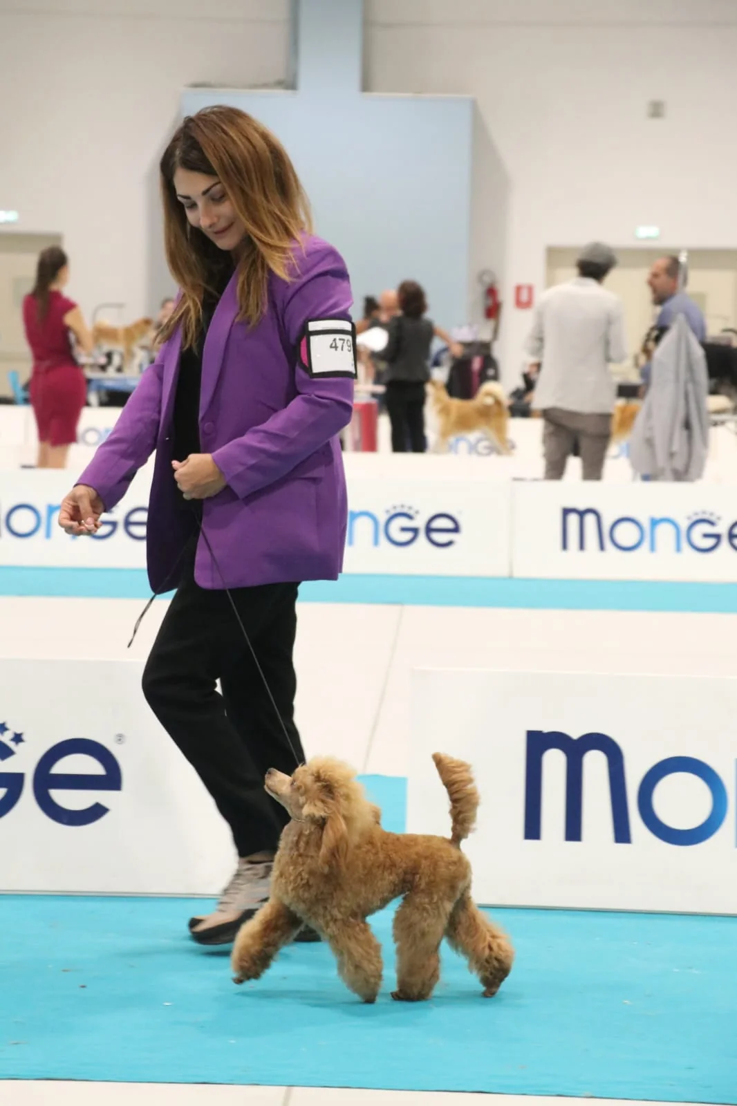 Owner presenting poodle in ring