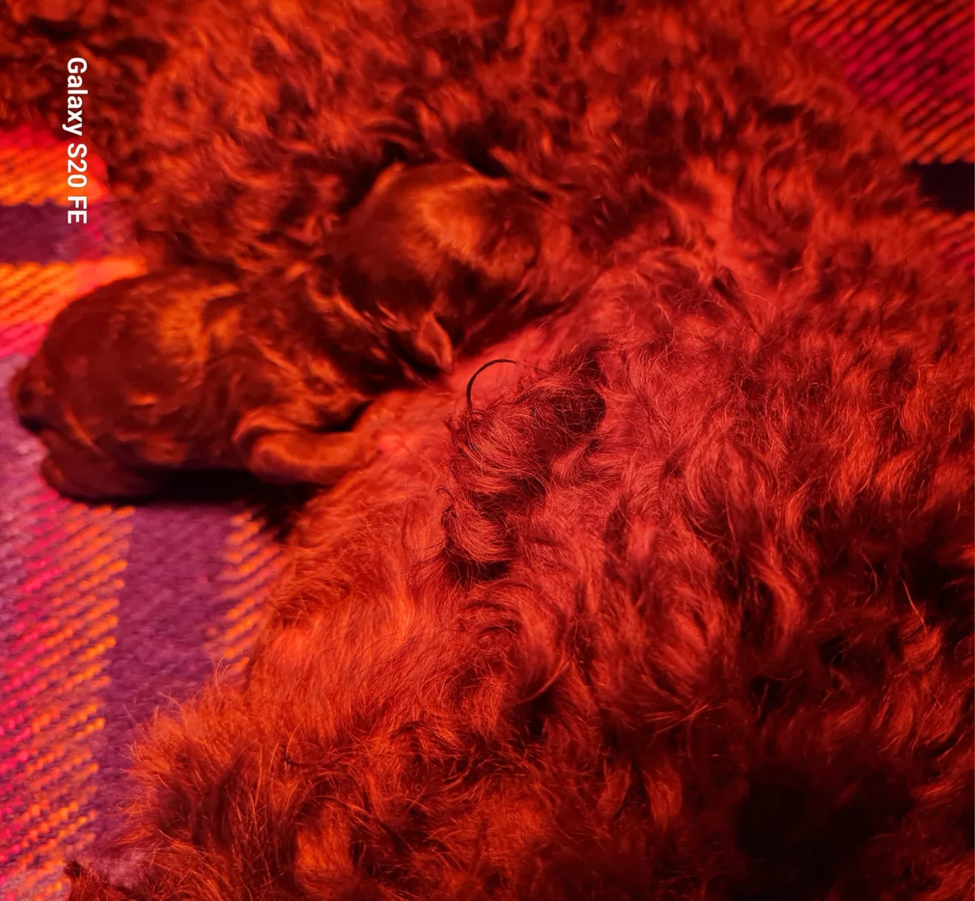 Newborn poodle puppies with their mother