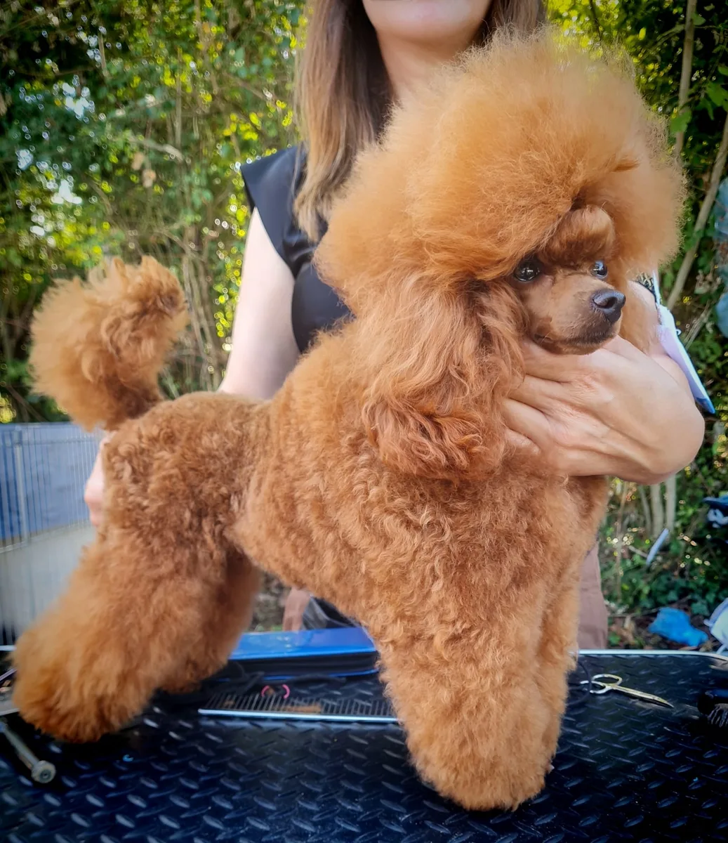 Pretty Bonnie red toy poodle on the grooming table