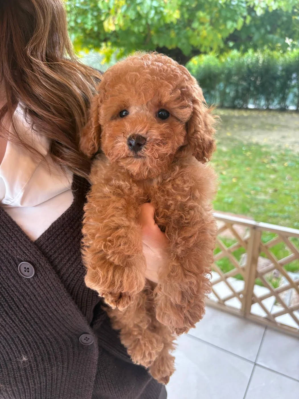 Poodle puppy held outside