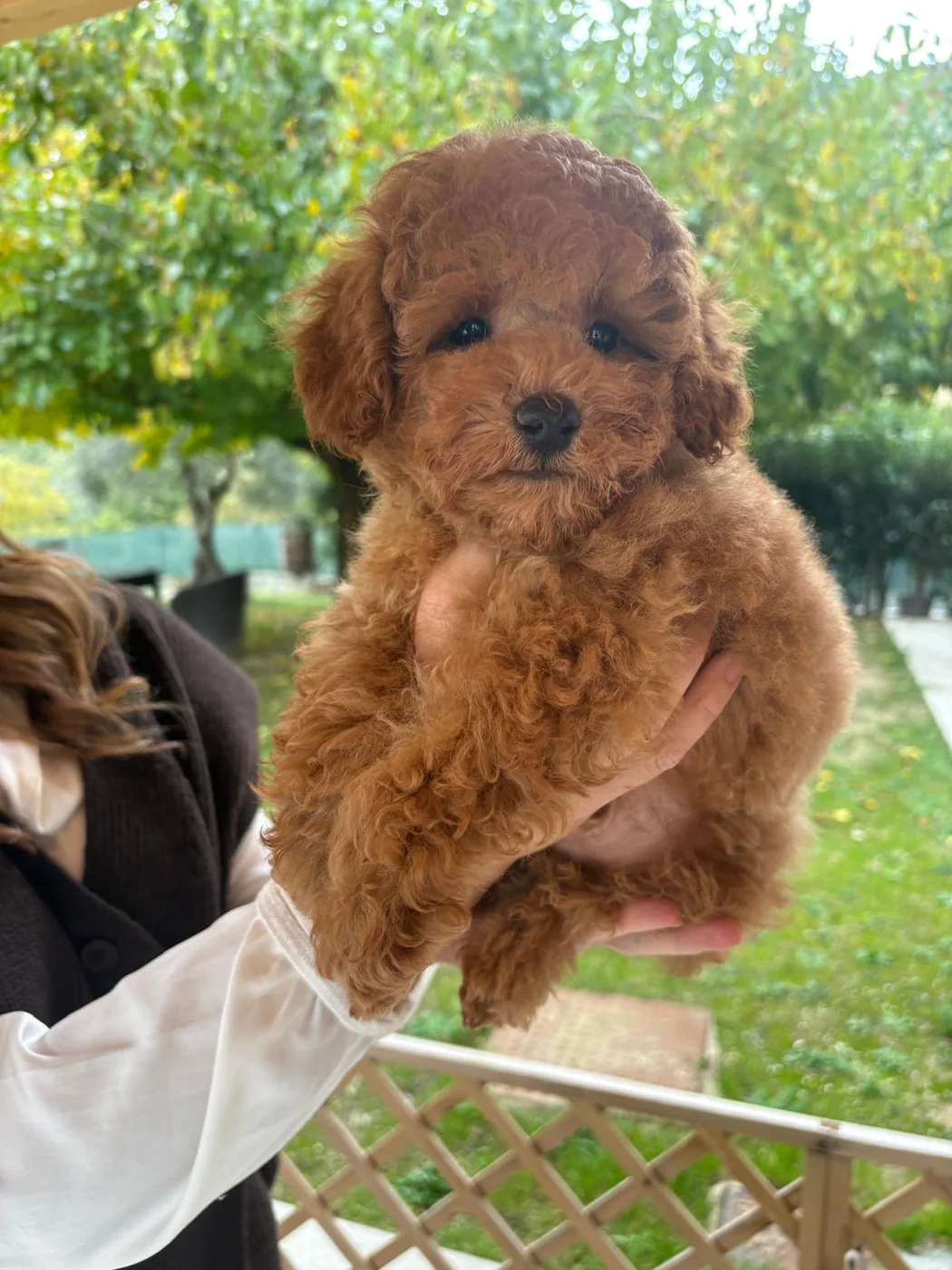 Toy poodle puppy portrait