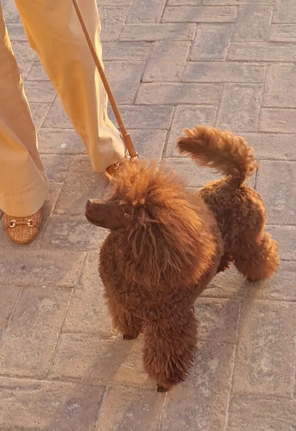 Toy poodle puppy walking